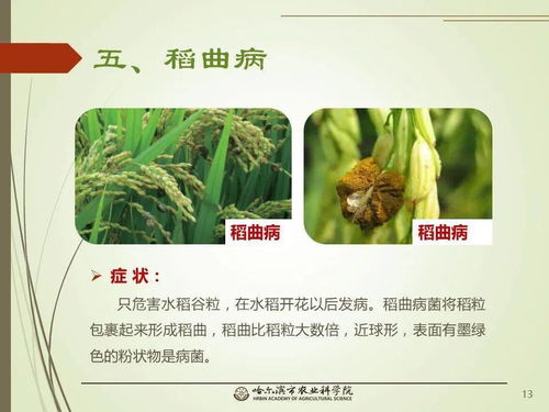 黨建引領謀發(fā)展 科技助農備春耕 網絡課堂 水稻常見病蟲害的識別與防治 一 水稻病害
