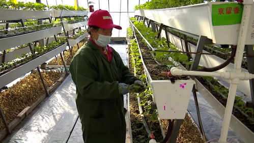 科技草莓香飄同江，智慧農業(yè)助農增收譜新篇